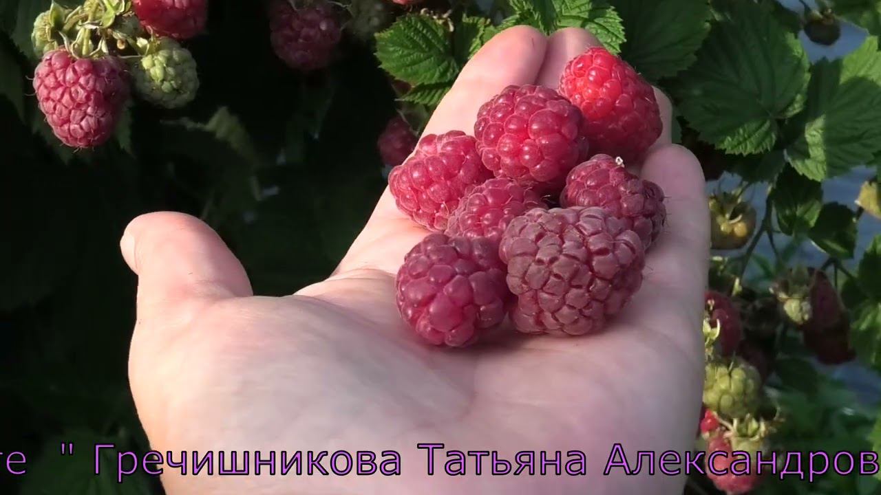 ОКТАВИЯ позднеспелый сорт летней малины смотреть онлайн