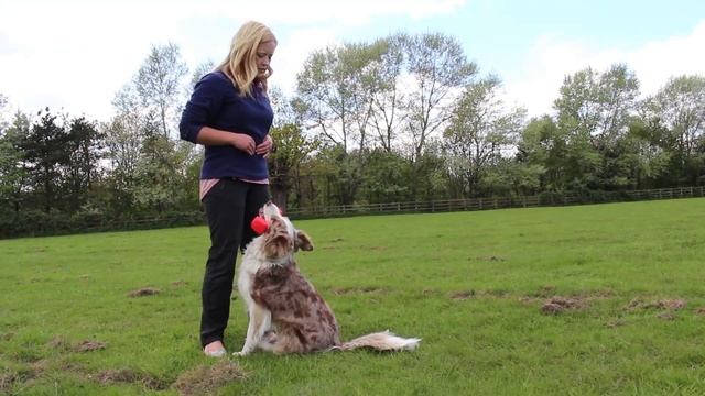 Training Dumbell смотреть онлайн