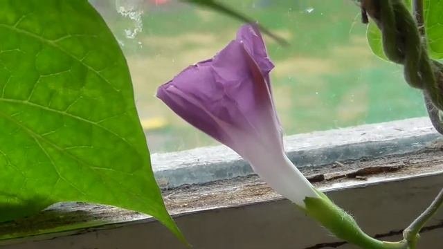 Вьюнок ипомея цветёт, разные цветы белые и синие
