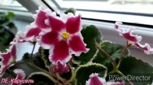 #фіалка ЛЕ-Карусель