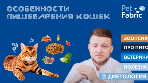 Основы пищеварения кошек.