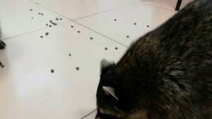 Енотодрайв . Санкт-Петербург.