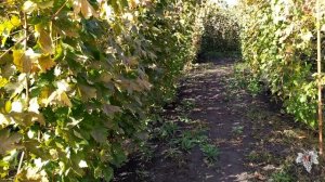 План работ на винограднике в октябре