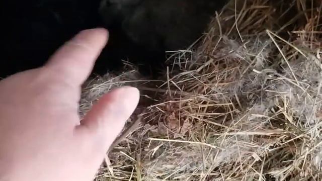 Снег тает,крольчата растут... смотреть онлайн