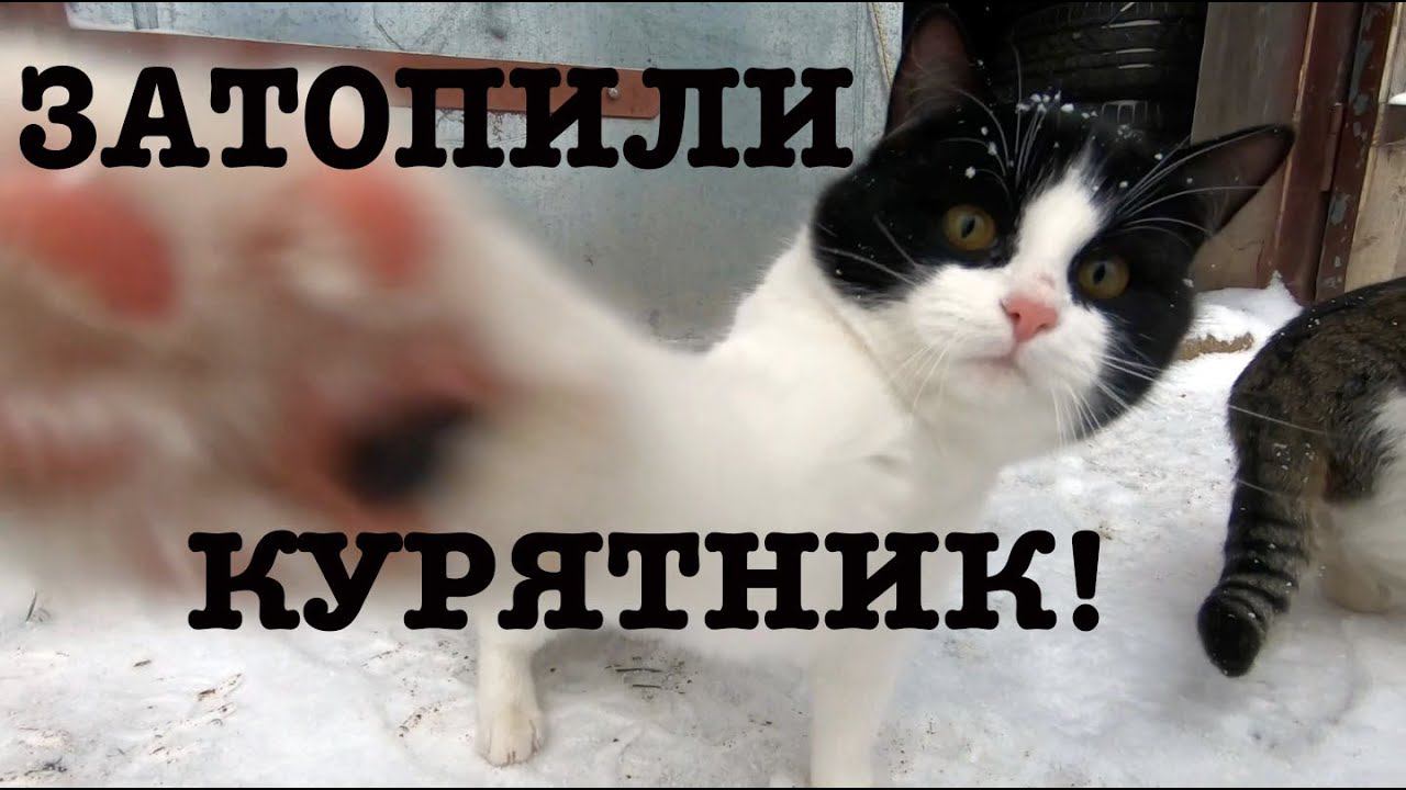 #118. Подстилка в птичнике, эксперименты продолжаются. Свиная тушенка. [Жизнь на своей земле]