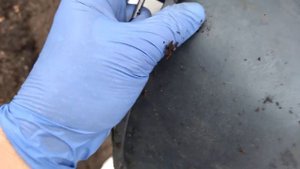 Урожаю завидуют все соседи — сею огурцы в пакеты без дна