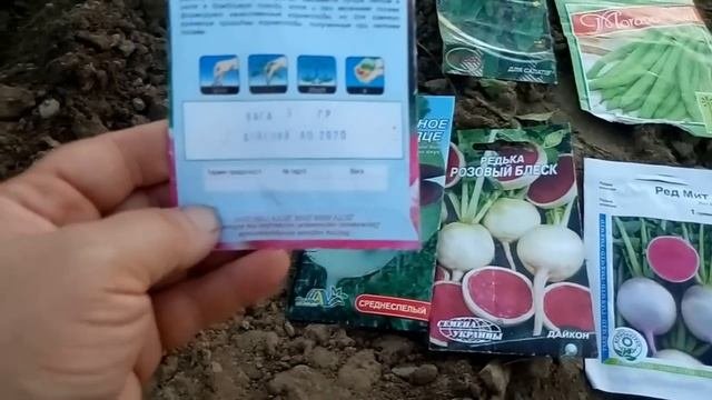Сеем в июле дайкон,шпинат,огурцы и спаржевую фасоль