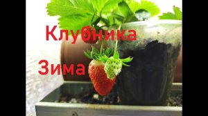 Клубника зимой в гараже