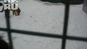 В Кожуховском приюте почти тысяча бездомных собак!