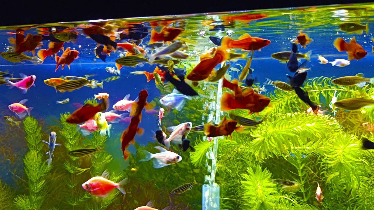 Работаю на рыборазводне аквариумных рыбок!