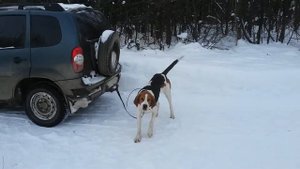 Гончии,охота,русская пегая