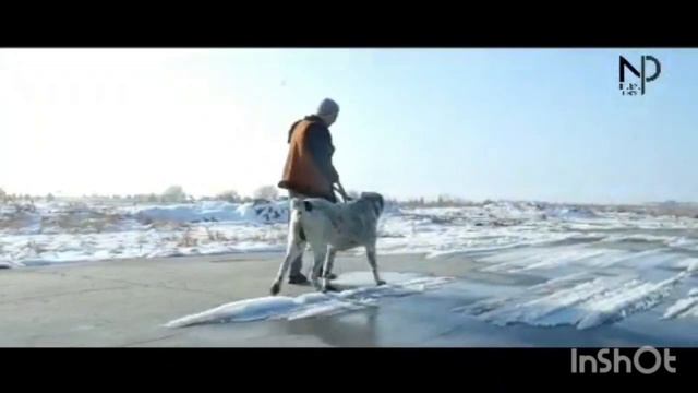 ЛУЧШИЕ собаки ТУРКМЕНИИ  2020 - 2021 года.