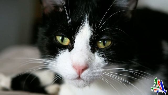 - Смотрите, какая хорошенькая киса, а в помойке ковыряется! смотреть онлайн