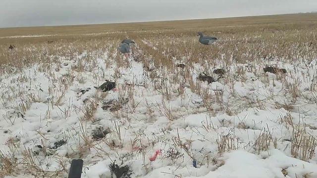 охота на утку в поле.закрытие . смотреть онлайн