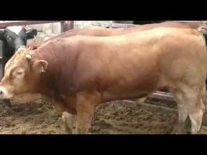 Быки-производители породы Лимузин. Рабочие будни