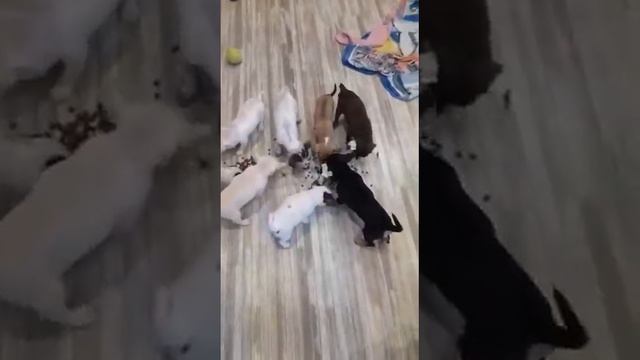 Щенки чихуахуа Симферополь