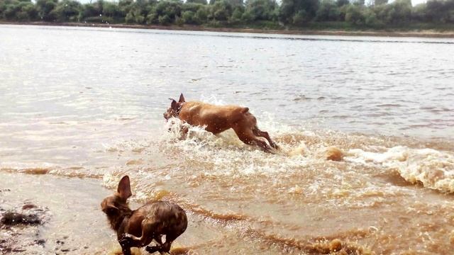 Истории про животных от которых наворачиваются слезы смотреть онлайн