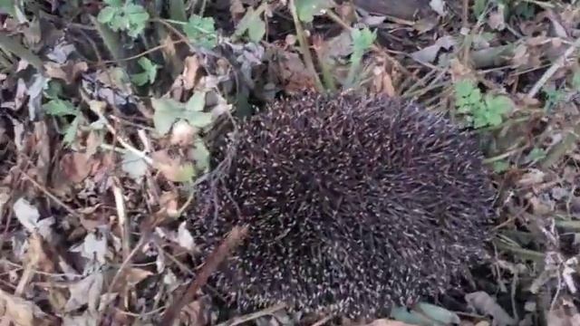 Злой ёжик смотреть онлайн