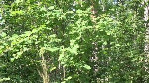 Рябина и осина на корм кроликам / Профилактика малокклюзии