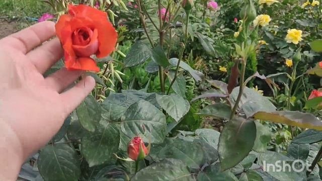 Цветение роз?Черенкованные розы, помогите определить сорта