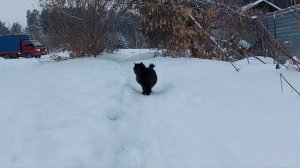 КОШКА ЗАЩИЩАЕТ ДОМ ОТ НЕЧИСТОЙ СИЛЫ НЕ ДАВАЯ ЕЙ ПРОНИКНУТЬ...4.01.2023.