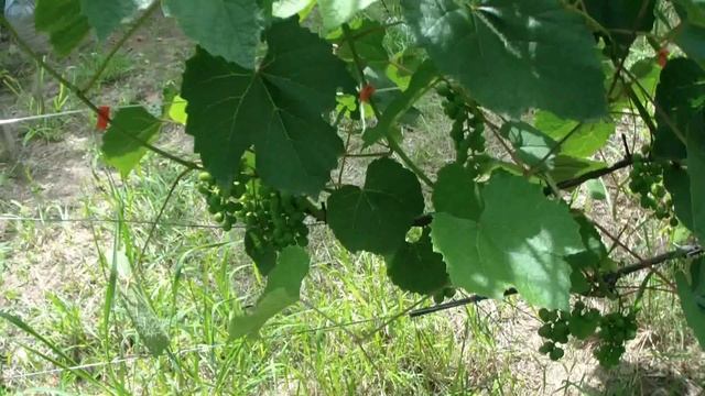 ОБЗОР ЦВЕТОВ В ИЮЛЕ. ВИНОГРАД . ДАЧА. смотреть онлайн