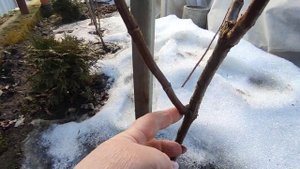 Обрезаю штамбы гортензий Вимс Ред ,Фрайз Мельба и Диамантино