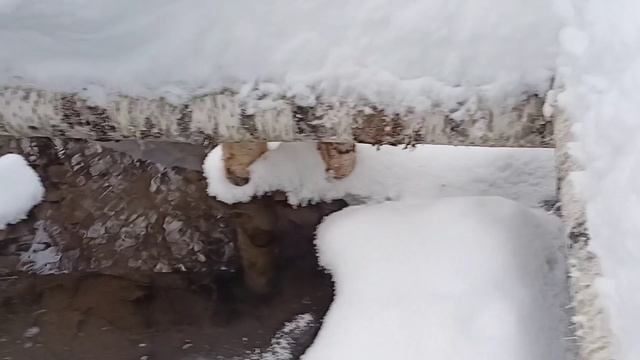 Жизнь в лесу.Зимовка пчел на воле. Наедине с природой.Один в тайге. смотреть онлайн