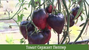 Необычный томат Сержант Пеппер: урожайность в теплице