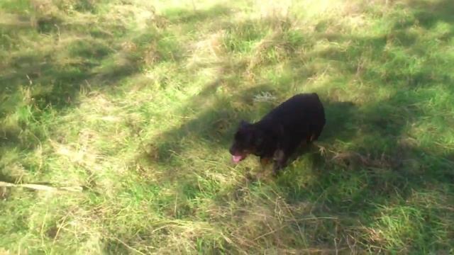 Алабай и Ротвейлер играют смотреть онлайн