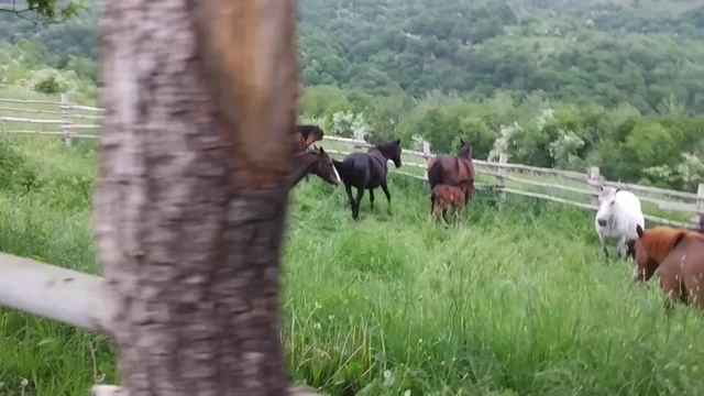 очень красивое место в горах и табун лошадей смотреть онлайн