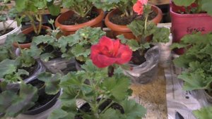 Цветение королевской пеларгонии Elegans Frenny