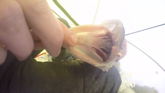 РЫБАЛКА НА БАЙКАЛЕ. ЛОВЛЯ НА МОРМЫШКУ.НАКРЫЛИ ВКУСНЫЙ СТОЛ ДЛЯ РЫБЫ. ПОЛУЧИЛИ ОЧЕНЬ ПРИЯТНЫЙ БОНУС. смотреть онлайн