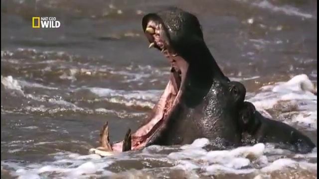 Битва Титанов. Бегемот против крокодила. Самые опасные пресноводные Африки смотреть онлайн