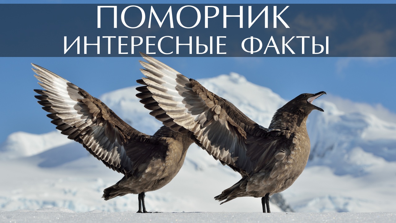 Поморник. Интересные факты