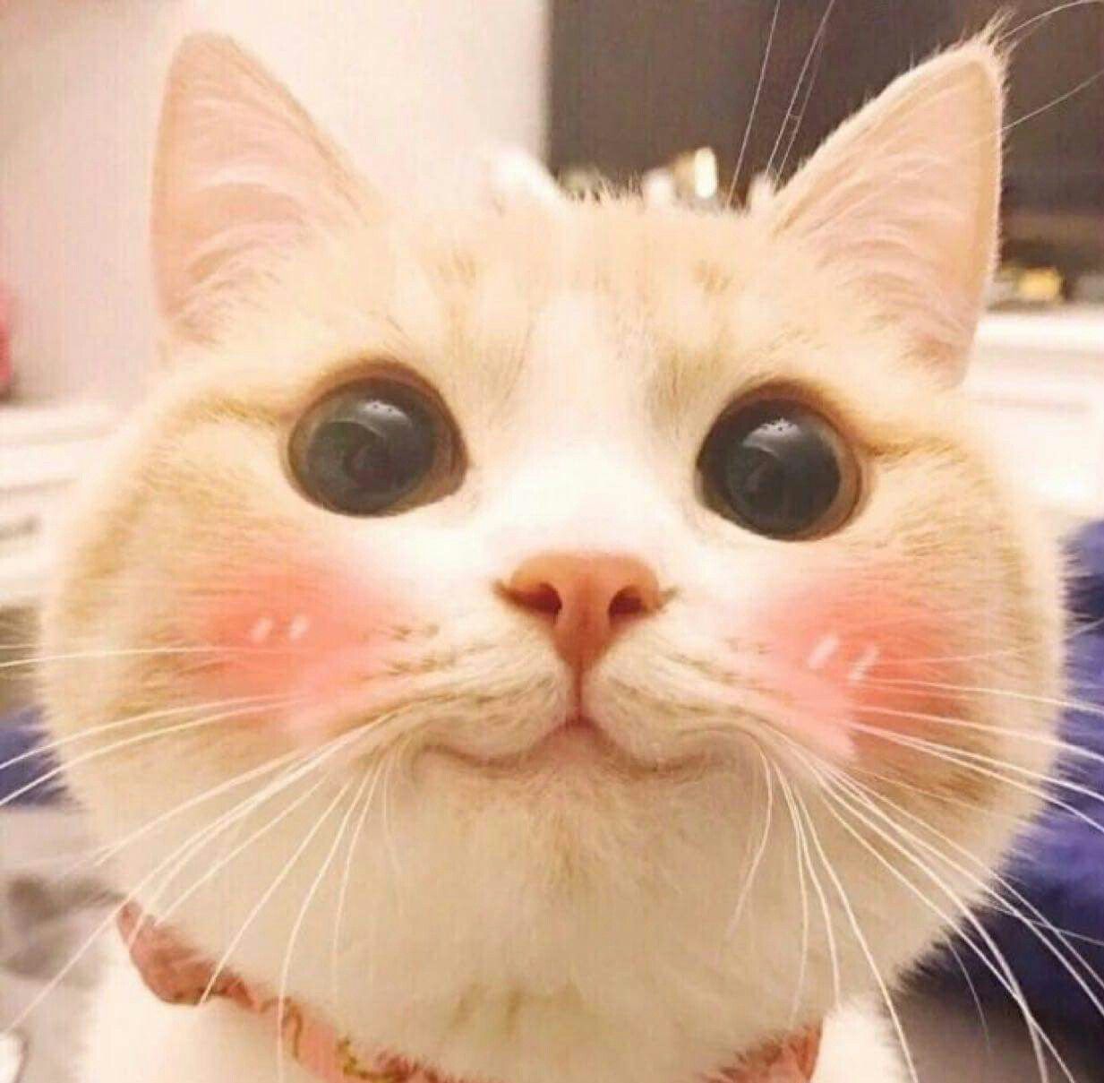 Смешные котики