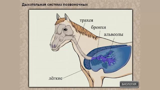 Подтип Позвоночные, или Черепные