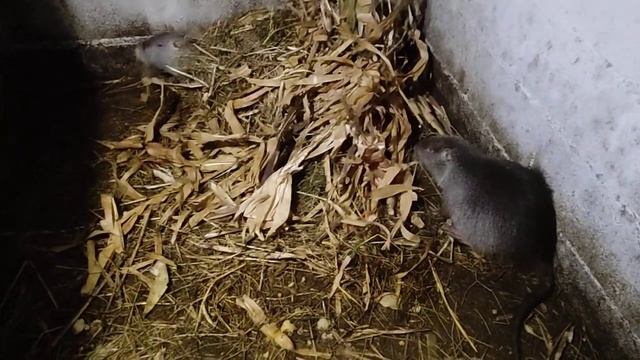 Несколько ответов про нутрий.! смотреть онлайн