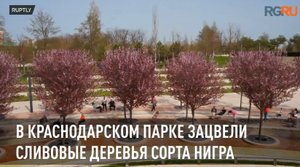 В краснодарском парке зацвели деревья сливы сорта Нигра