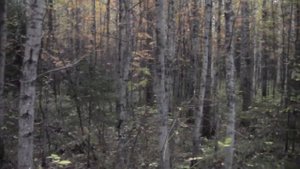 Качканарские осенние испытания гончих по зайцу беляку 2023 г.