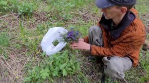 Дикорастущие съедобные растения, очищение, жизнь без еды и воды, травничество