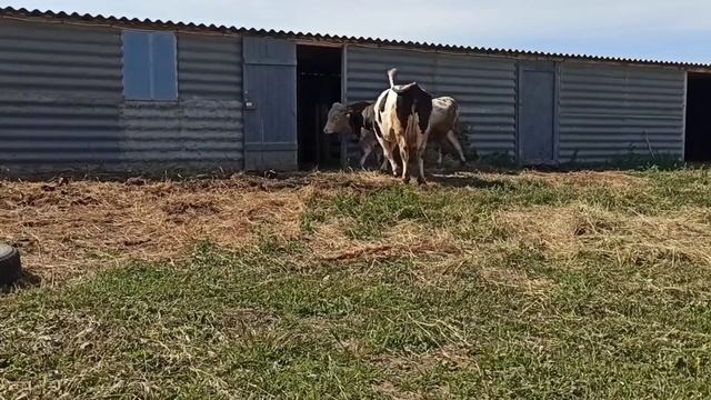 Мой ? бык мясной породы смотреть онлайн