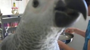 папугай жако Гоша