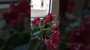 Фиалка. Сорт ЛЕ-Лето Красное.