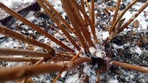 #гортензия#как Как обрезать древовидную гортензию. Информация для новичков.