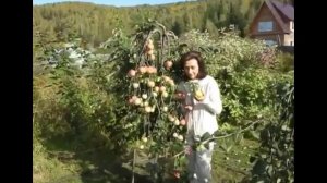 Яблоня плакучая крупноплодная