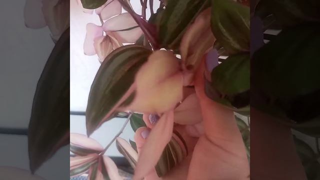 ?Традесканция.Традесканция мультиколор.?