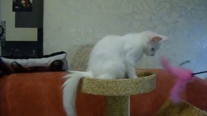 Турецкая ангора. Котята