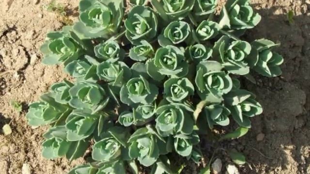 Радуга цветов. Часть 1. Пробуждение смотреть онлайн