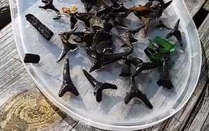 Ищем зубы акул с новыми друзьями, там крупнее...